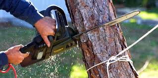 Best Tree Preservation Services  in Three Rivers, MI