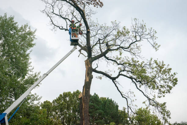 Three Rivers, MI  Tree Services Company