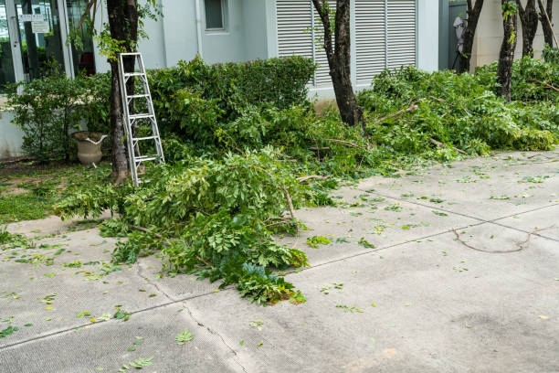 Best Storm Damage Tree Cleanup  in Three Rivers, MI