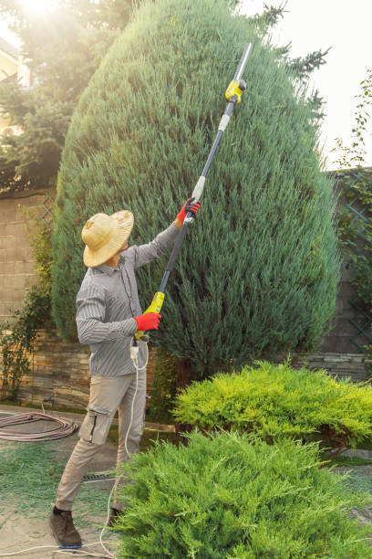 Best Sod Installation  in Three Rivers, MI