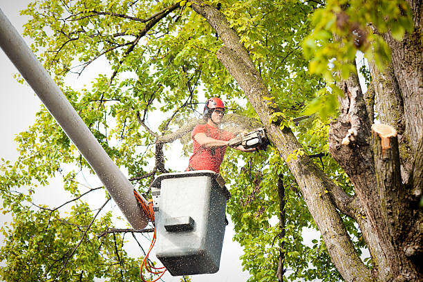 Why Choose Our Tree Removal Services in Three Rivers, MI?