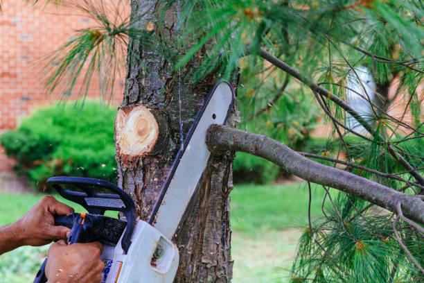 Best Tree Trimming and Pruning  in Three Rivers, MI